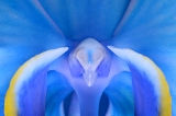phalaenopsis 8-2013 1136-